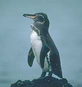 Pinguino de las Galápagos